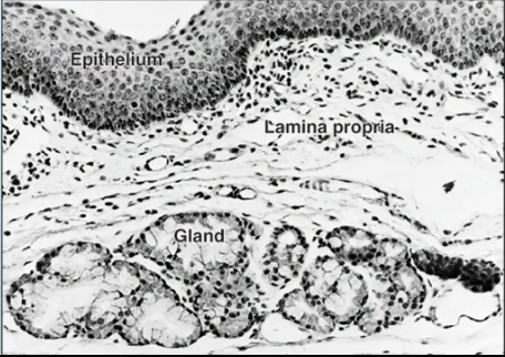 <p>What is the role of the minor salivary glands in the submucosa?</p>