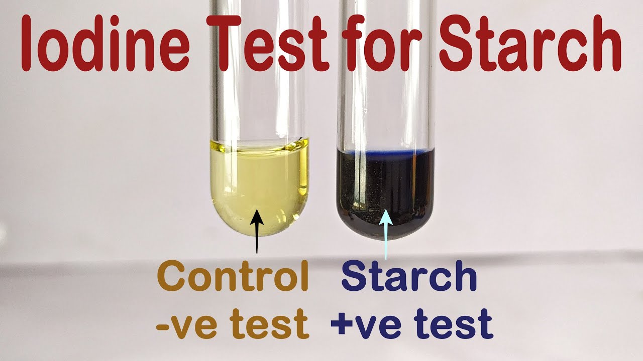 <ol><li><p>add iodine solution</p></li><li><p>positive result- solution turns from orange to blue black</p></li></ol><p></p>
