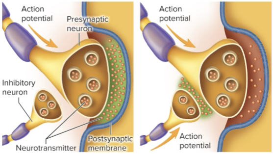 <p>axon of one neuron synapses with the presynaptic terminal (axon) of another</p>