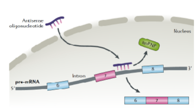 <p>binds RNA and prevents binding of the hnRNP, restores a splice site so that exon 7 is not removed, then full length SMN can be produced from the SMN2 gene to compensate for the lack of SMN1 gene</p>