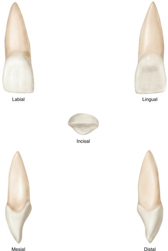 <ul><li><p><span>Eruption: 7-8years</span></p></li><li><p><span>"The widest out of the centrals"</span></p></li><li><p><span>Mesio-incisal edge is 90 degrees</span></p></li><li><p><span>Disto-incisal edge is rounded</span></p></li><li><p><span>Triangular in shape</span></p></li><li><p><span>Mesial greatest cervical curvature</span></p></li><li><p><span>Single conical root</span></p></li><li><p><span>Slants lingually</span></p></li><li><p><span>Cingulum is off center to distal</span></p></li><li><p><span>Lingual groove may be present</span></p></li></ul><p></p>