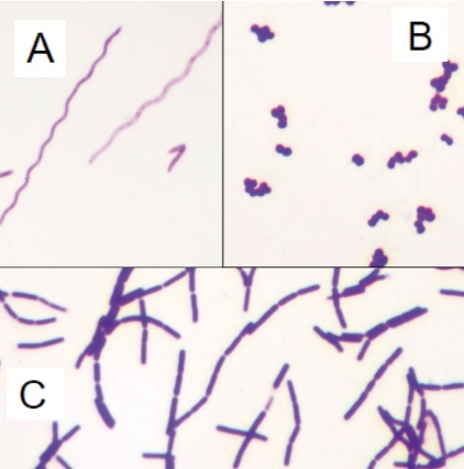 <p>ID the bacillus gram +, coccus gram +, and spirillum gram - bacteria </p>