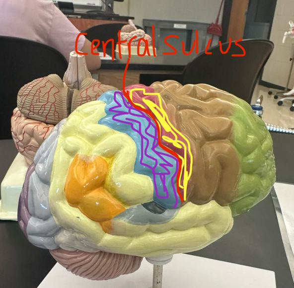 <p>What is being highlighted in yellow on the human brain?</p>