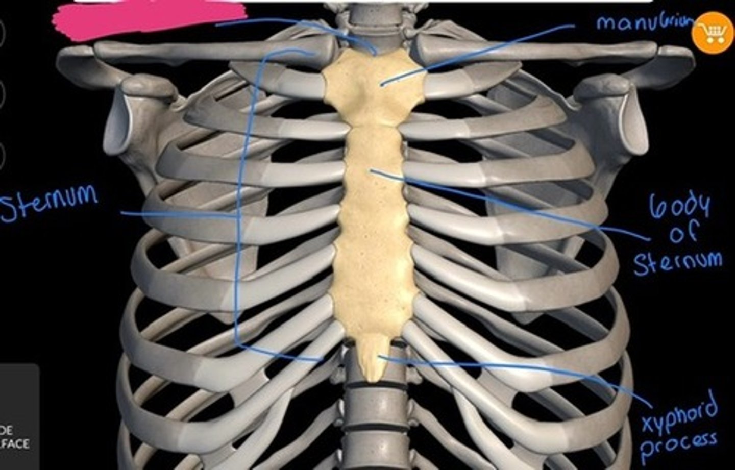 knowt flashcard image