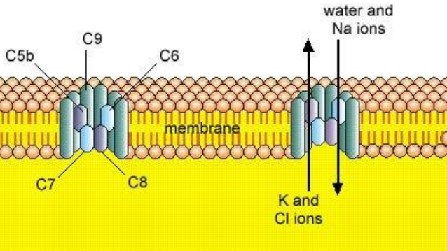 <p>Forms a channel in the cell membrane changing osmolarity causing cell lysis</p>