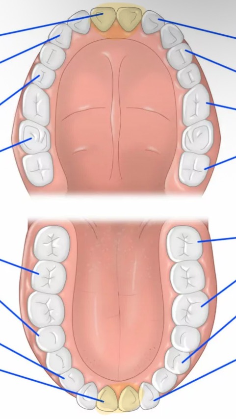 knowt flashcard image