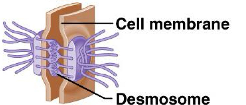 <p>Desmosomes</p>