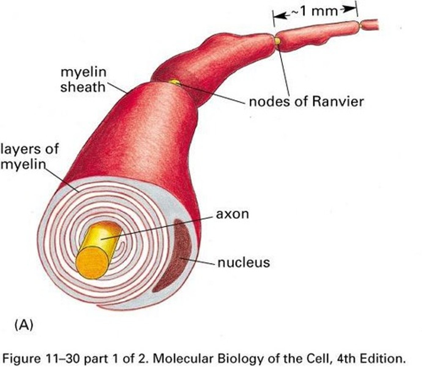 <p>Axons insulated with myelin for faster signal conduction.</p>