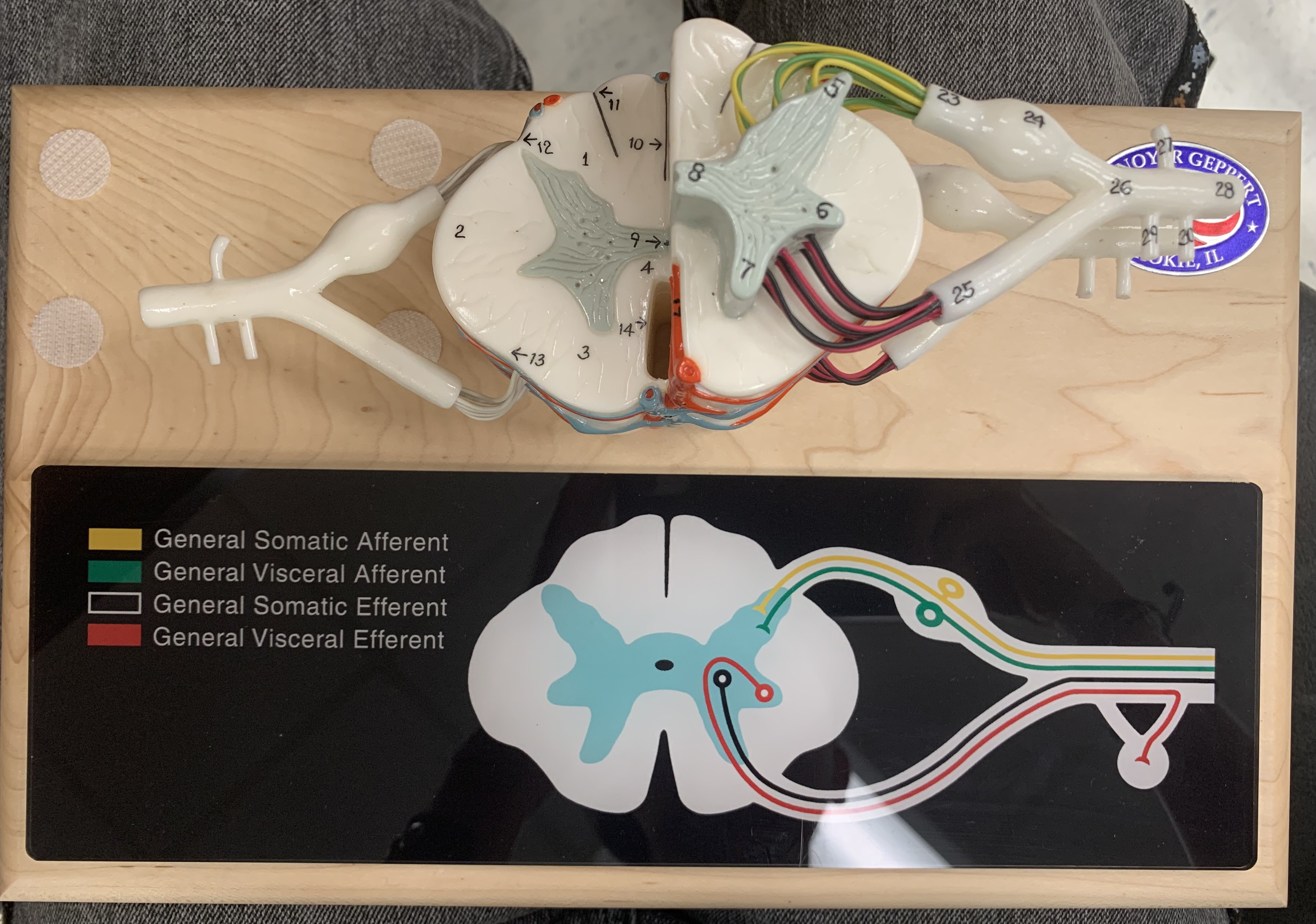 knowt flashcard image