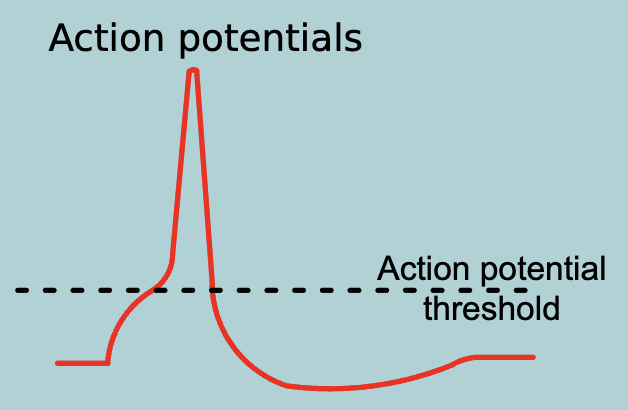 <p>Action potentials:</p><ul><li><p>ALL-OR-NOTHING event triggered when membrane potential is raised above a certain THRESHOLD&nbsp;</p></li><li><p>Spread ACTIVELY (self-regenerating) in non-decremented fashion (Spread actively (self-regenerating)" = each region of the membrane actively generates the action potential anew. "Non-decremental" = the amplitude stays constant as the action potential moves down the axon, unlike graded potentials.)</p></li><li><p>Travel over LONG DISTANCES</p></li></ul><p></p>