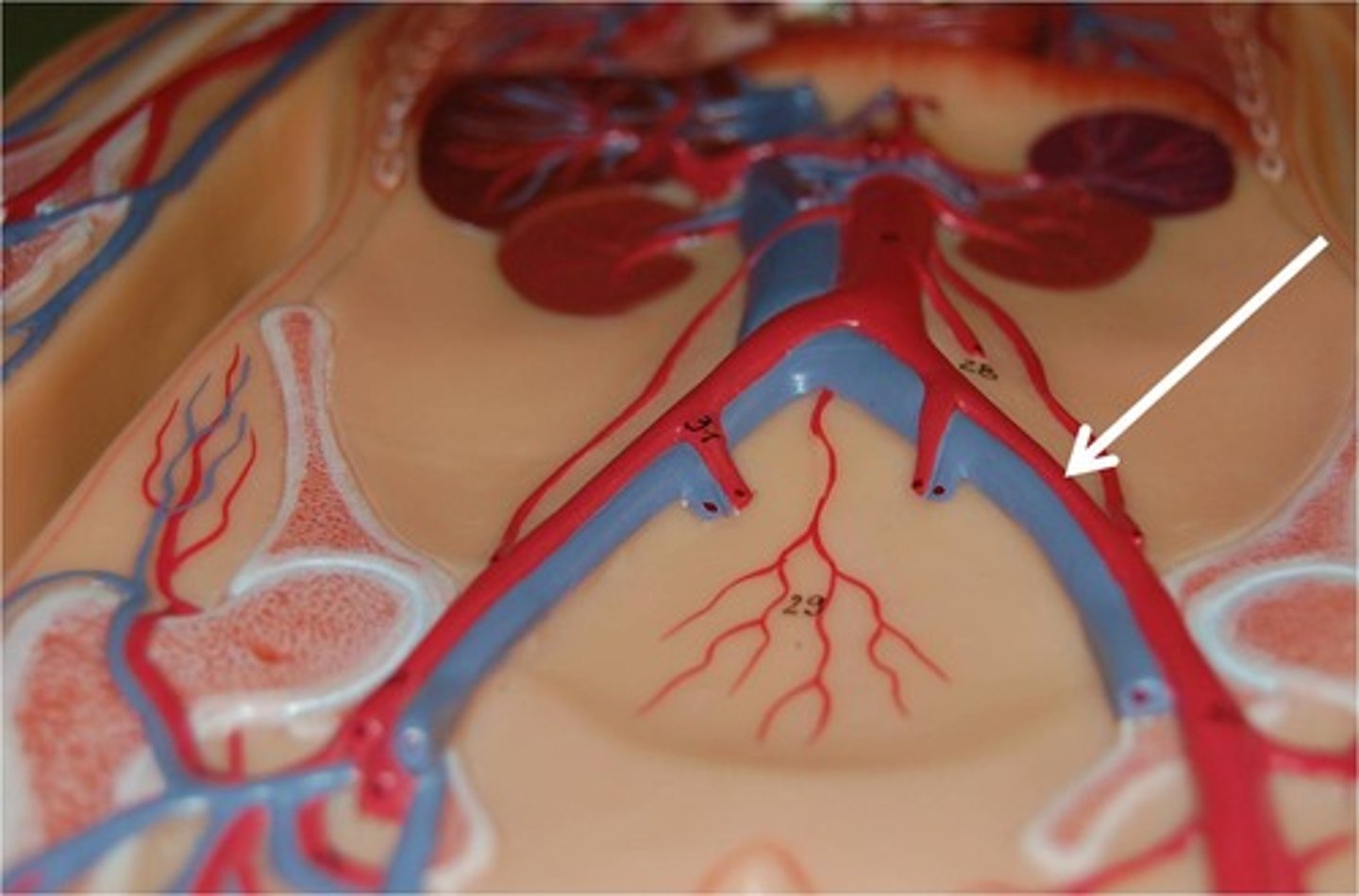 <p>Area supplied: Lower limb and abdominal wall</p><p>Terminal branch: Femoral artery</p><p>Relationship: Descends laterally along the medial border of the psoas major muscle</p>