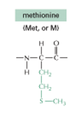 <p>Methionine (C2, C2, S RIGHT CH3)</p><p>(NONPOLAR SIDE CHAINS)</p>