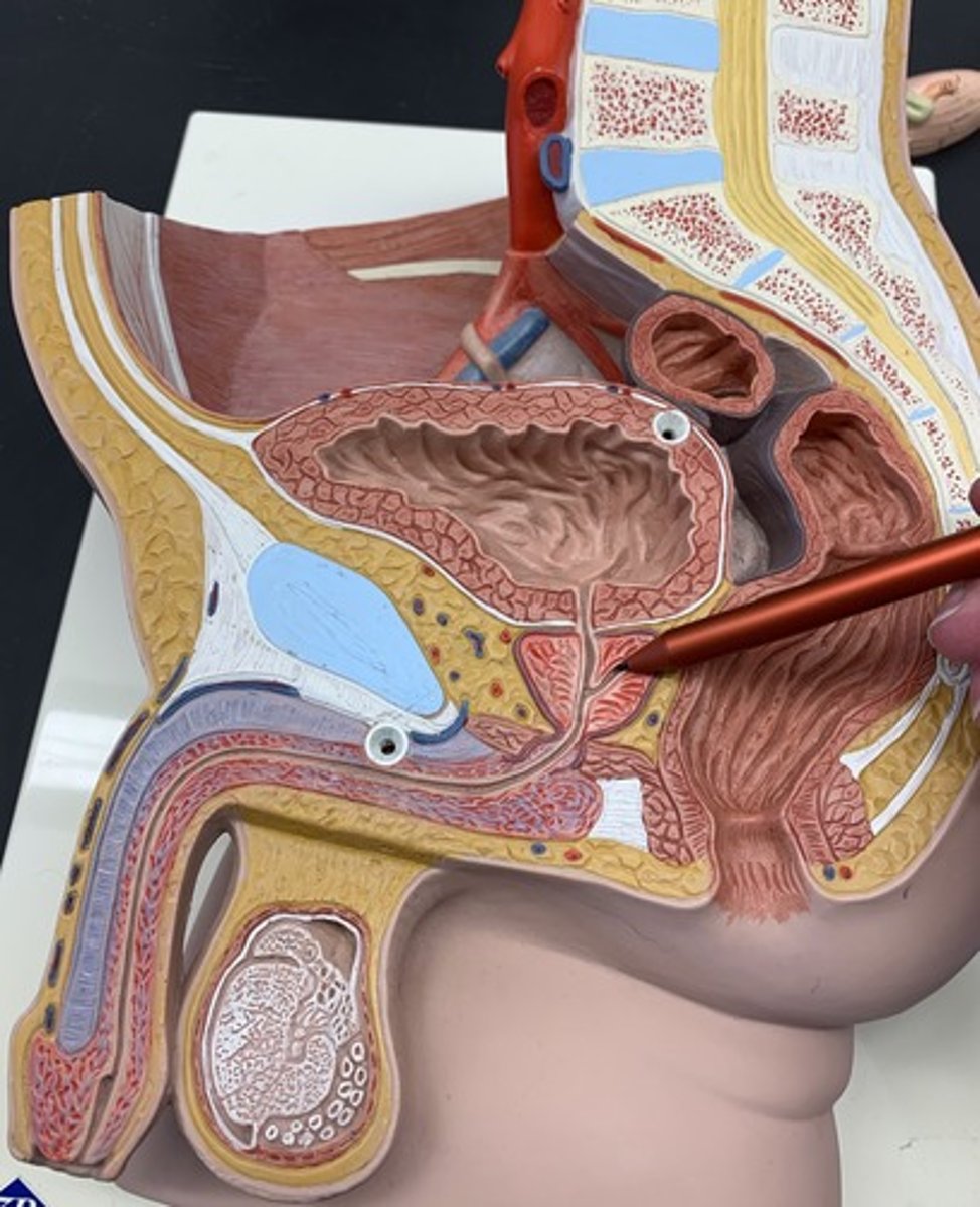 <p>duct formed by the union of the vas deferens with the duct of the seminal vesicle; its fluid is carried into the urethra</p>