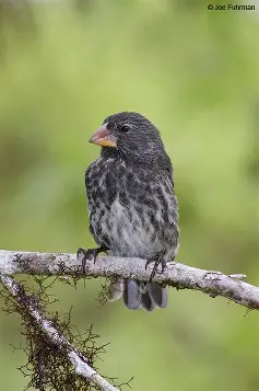 <p>Medium Ground Finch </p><ul><li><p>heavy beak, but more pointed than the large ground finch </p></li><li><p>break size can vary greatly, even on same island </p></li></ul><p></p>