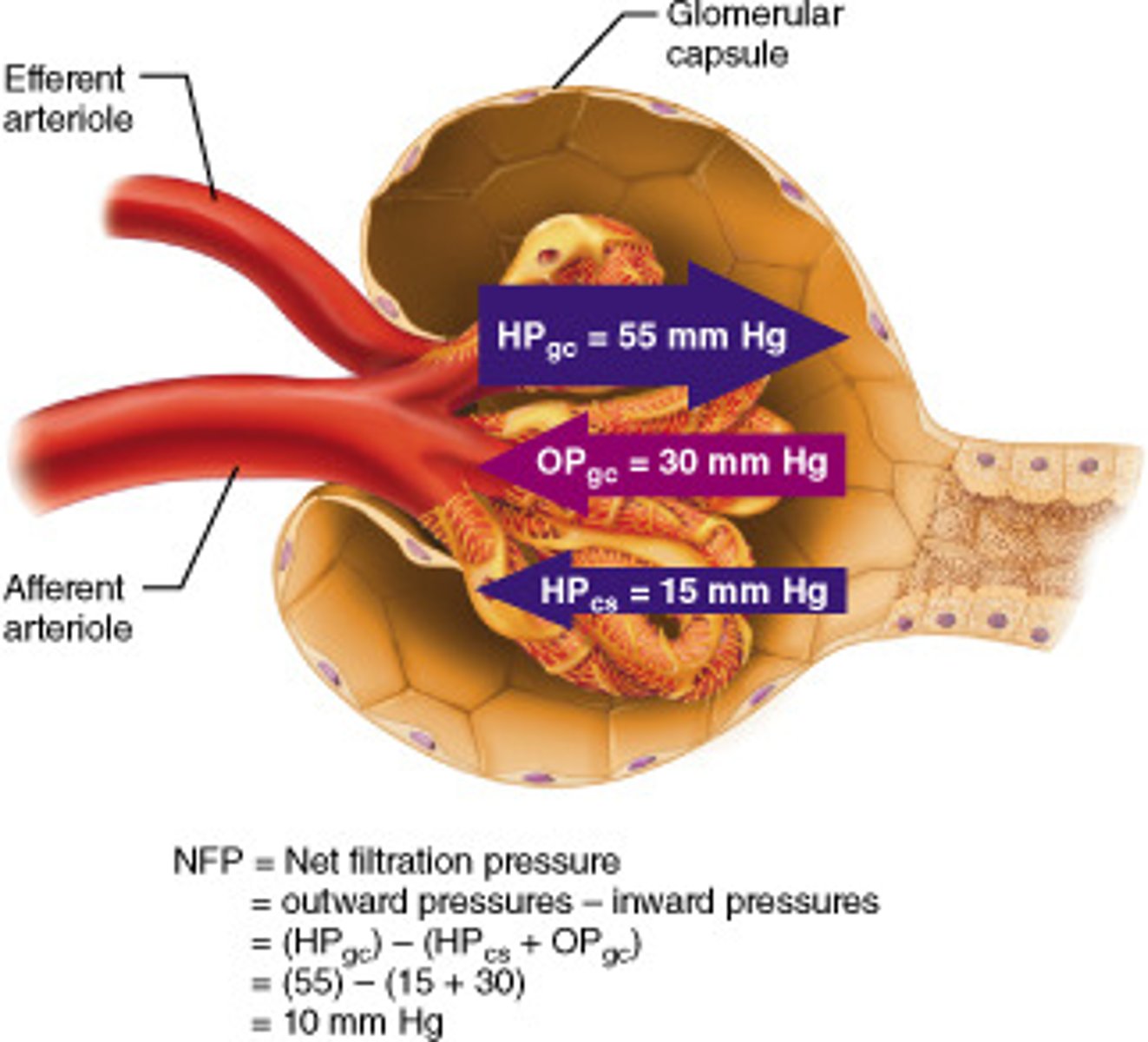 <p>1) chief force: glomerular hydrostatic pressure (HPg)</p><p>2) opposing force: colloid osmotic pressure (OPg)</p><p>3) opposing force: capsular hydrostatic pressure (HPc)</p>
