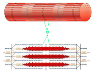 <p><span>Identify the indicated region of the sarcomere.</span></p>