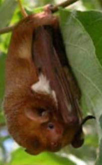 <p>Lasiurus borealis</p>