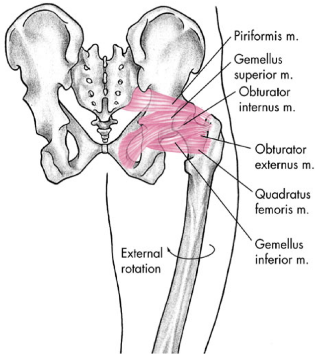 <p>posterior compartment</p>