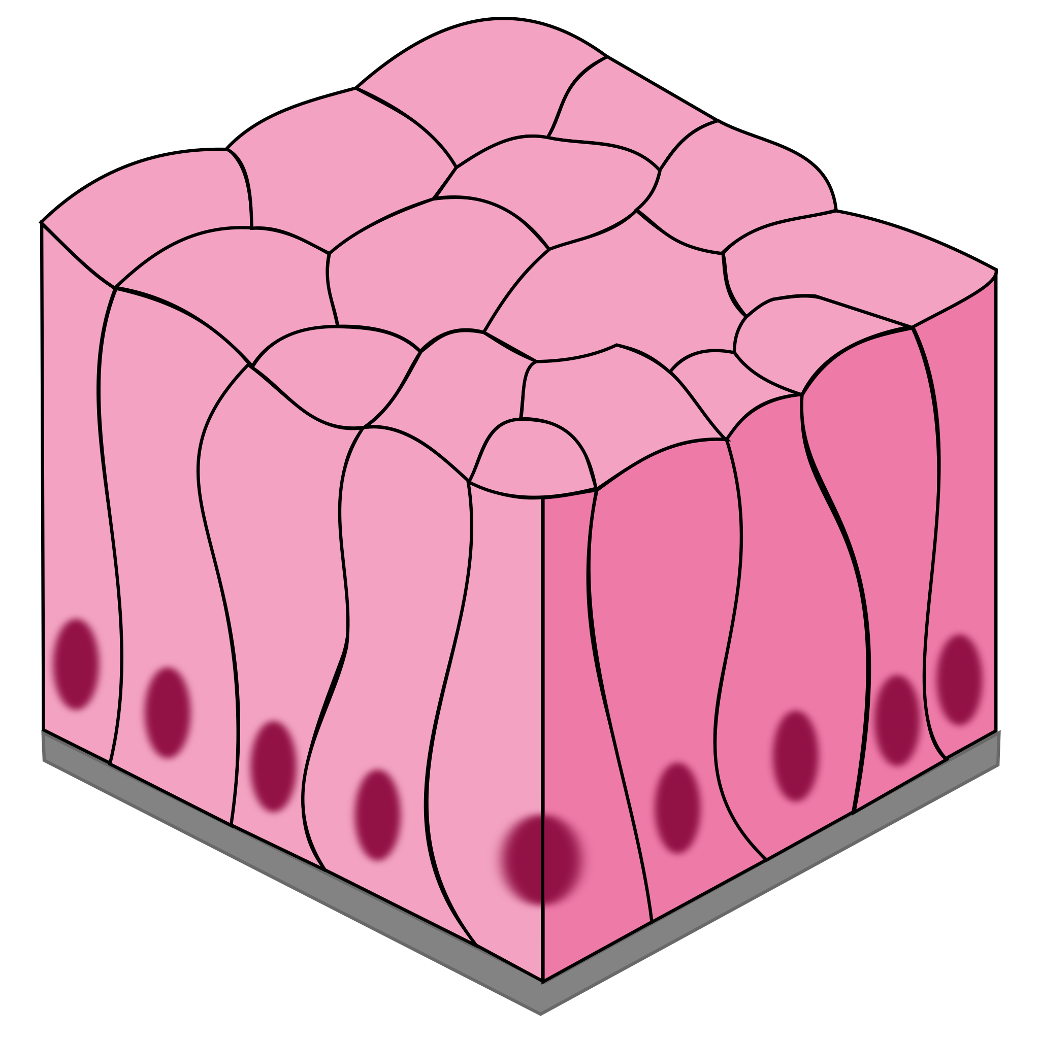 <ul><li><p>layer of tall, narrow cells</p></li><li><p>secrete mucus and absorption</p></li><li><p>stomach, intestines, resp. tract</p></li></ul><p></p>
