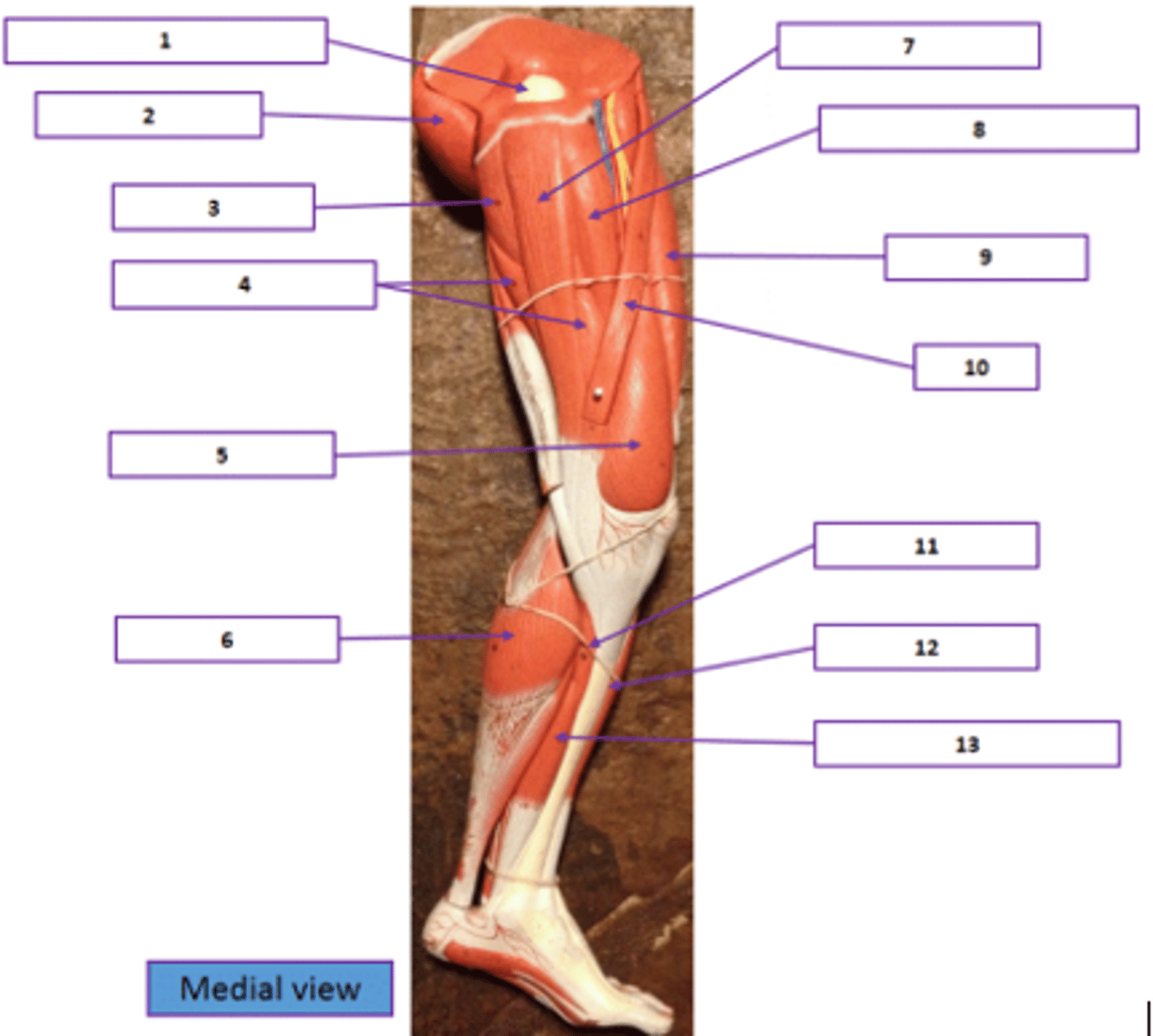 <p>Identify the muscle labeled 10.</p>