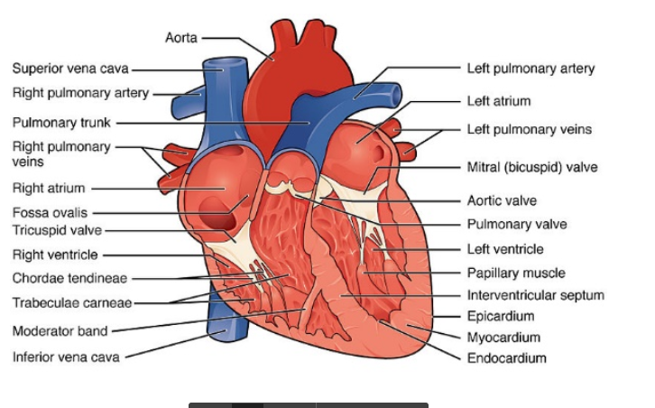 <p>Ms. Equigua asks a question about the heart</p>