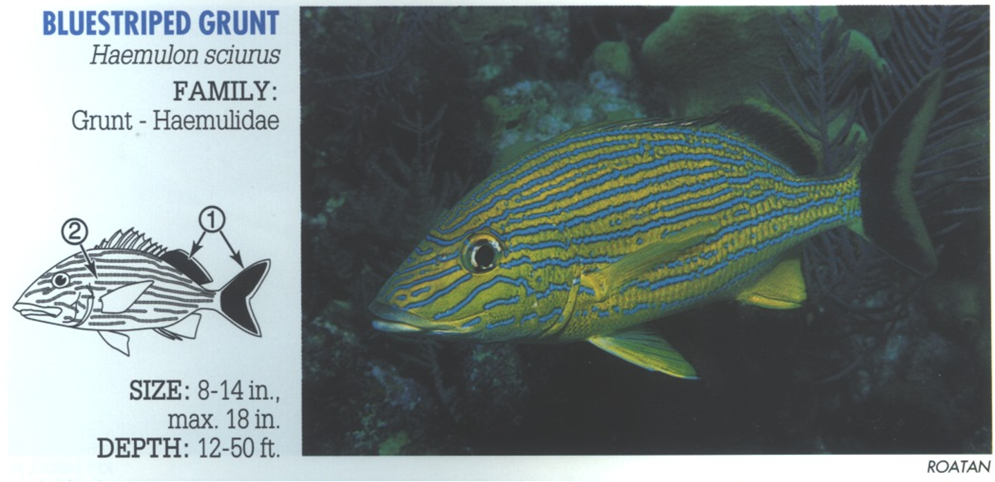 <p><span>1. Dark tail and rear dorsal fin. 2. Blue stripes.&nbsp;</span></p>