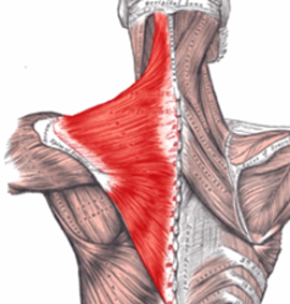 <p>origin: skull, vertebral column</p><p>insertion: acromion and spine of scapula; clavicle</p><p>prime function: elevates shoulder, pull shoulder blades together; tilts head backwards</p>