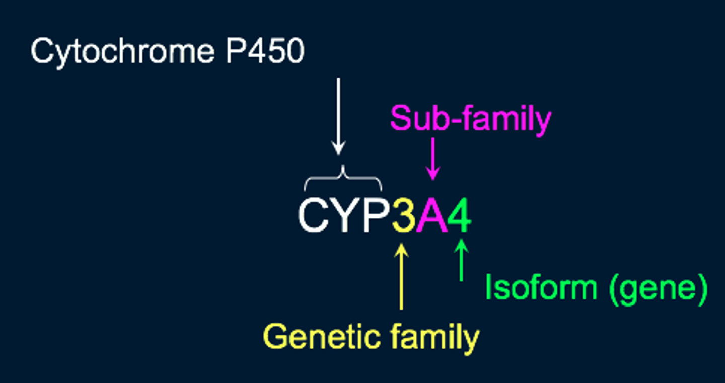 <p>A family of iso-enzymes found in the liver that metabolise/break down drugs from their lipophilic form to a more water soluble form so that they can be excreted via urine.</p>