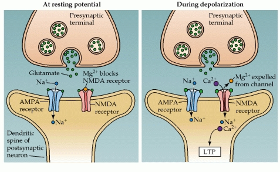 <ul><li><p>glutamate receptor</p></li><li><p>ligand <strong>and</strong> voltage gated ion channel (coincidence detector)</p></li><li><p>at resting V<sub>m</sub>, Mg<sup>2+</sup> blocks channel</p></li><li><p>depolarization → Mg<sup>2+ </sup>removed (+ ion repelled by positively charged inside)</p></li><li><p>When nearby retinal ganglion cells fire at the same time → combined signals add up in the postsynaptic neuron</p><ul><li><p>postsynaptic neuron’s V<sub>m</sub> rises enough to kick out the Mg<sup>2+</sup> block</p></li><li><p>NMDA receptors open → Ca<sup>2+ </sup>enters</p><ul><li><p>activates signaling pathways inside the neuron → strengthens the synapses that were active</p></li></ul></li></ul></li></ul><p></p>