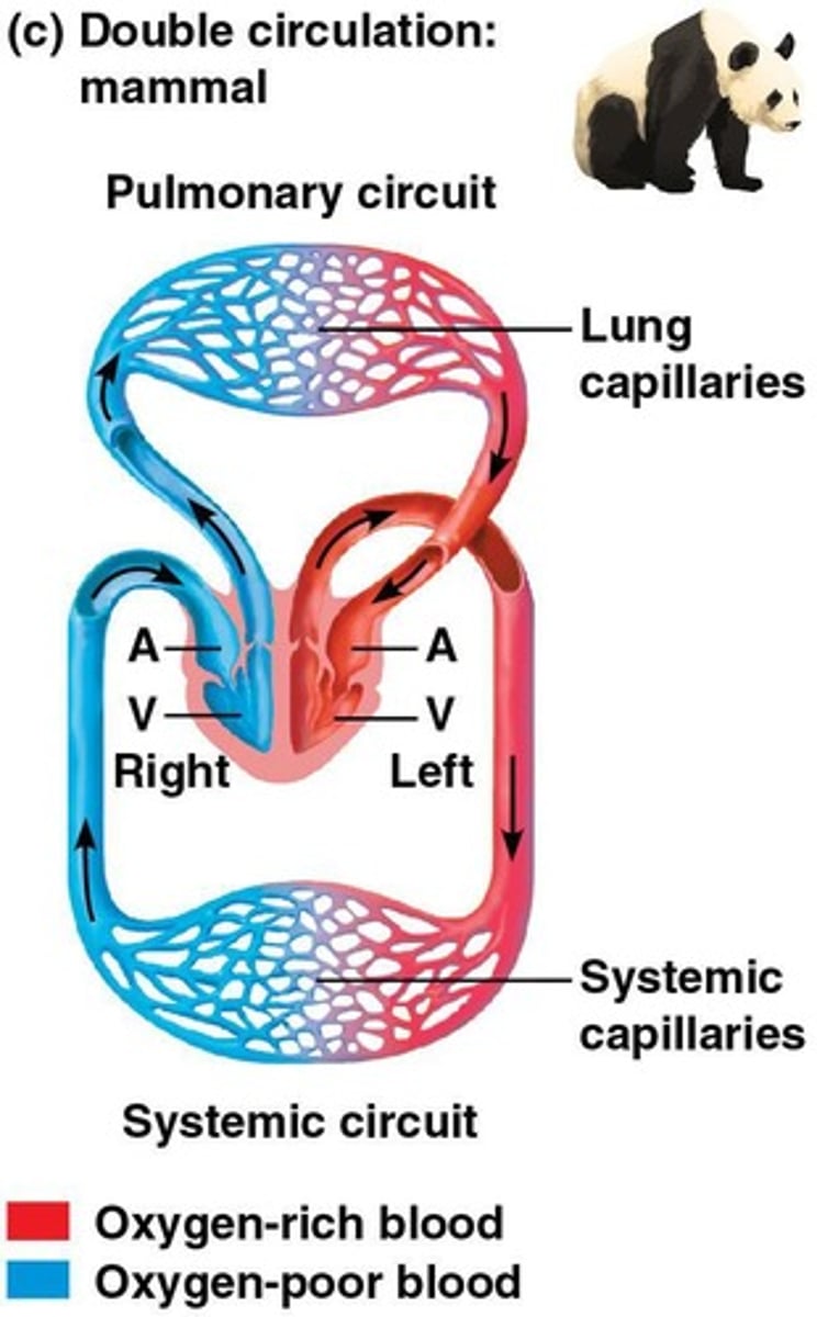 <p>Two circuits: one for oxygen-poor blood to lungs and one for oxygen-rich blood to the body, seen in amphibians, reptiles, and mammals</p>