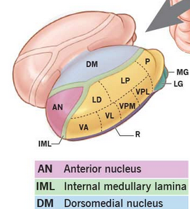 <p>Lamina medullaris thalami</p>