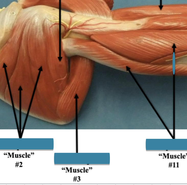 <p>Label muscle #3 </p>