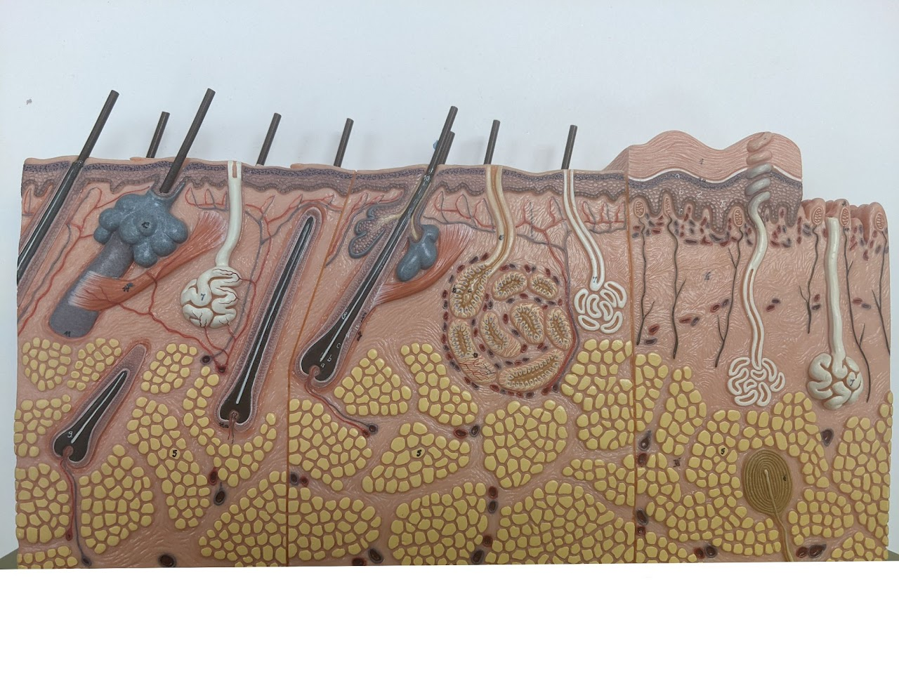 <p><span>The Integumentary System includes the skin, hair, nails, and various glandular structures contained within</span></p>