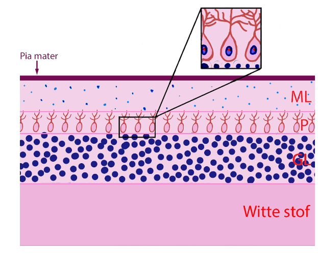 <ul><li><p>cytoarchitectuur van cortex in alle gebieden van kleine hersenen (archi-, paleo- &amp; neocerebellum) dezelfde</p><ul><li><p>5 celtypes</p></li><li><p>3 cellagen → van oppervlakkig naar diep:</p><ul><li><p>moleculaire laag</p></li><li><p>Purkinje-cellaag</p></li><li><p>granulaire laag</p></li></ul></li></ul></li></ul><p></p>