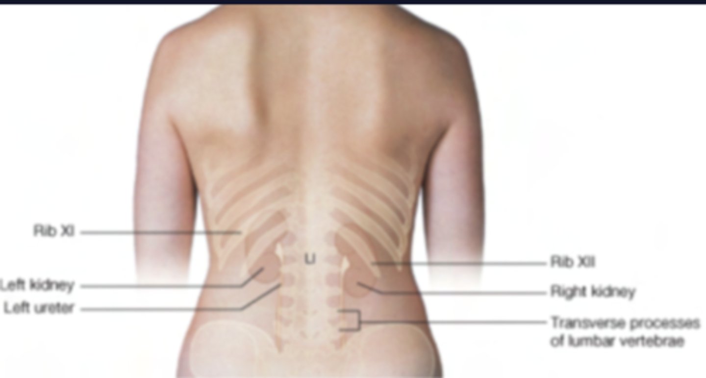 <p>Associate only with the rib 12th</p><p>due to the liver pushing down on it.</p>