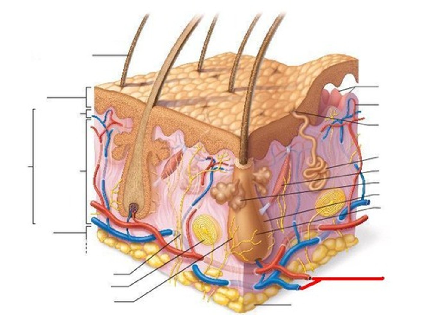 <p>another name for skin</p>