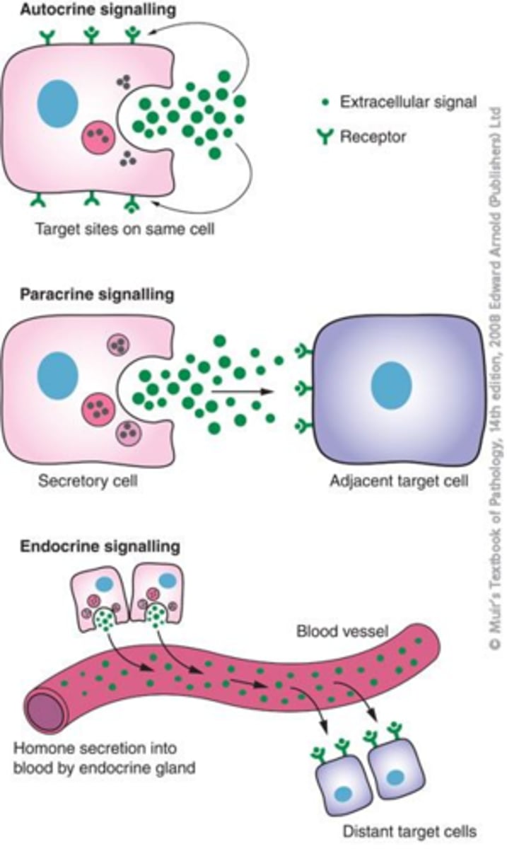 <p>(APE acronym) </p><p>.Autocrine signaling: regulates its-self</p><p>.Paracrine signaling: regulates a close neighbor cell (for Ex: the hypothalamus and the pituitary gland)</p><p>.Endocrine signaling: regulates cells at Distance away/ fare away</p>