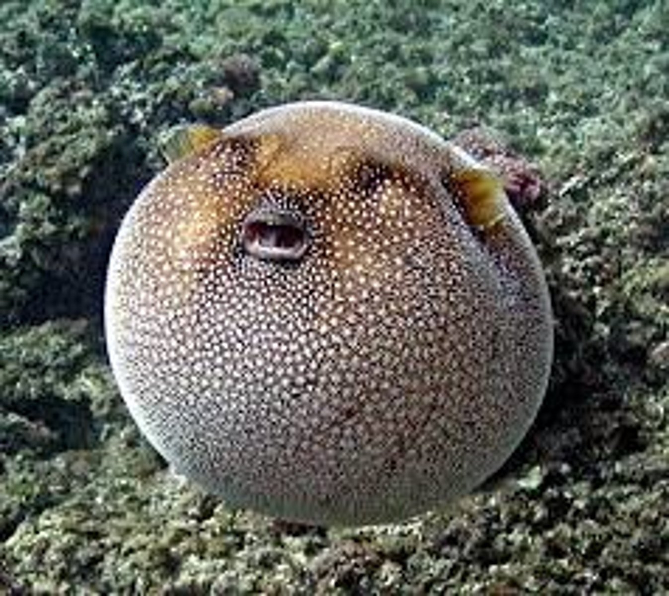 <p>blow fish</p>