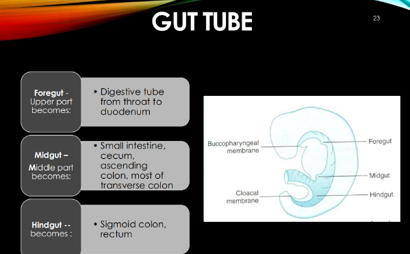 <p>sigmoid colon, rectum</p>