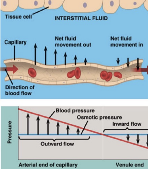 <p>blood p</p><p>ressure is greater than osmotic pressure and fluid flows out of the capillary into the interstitial fluid </p>