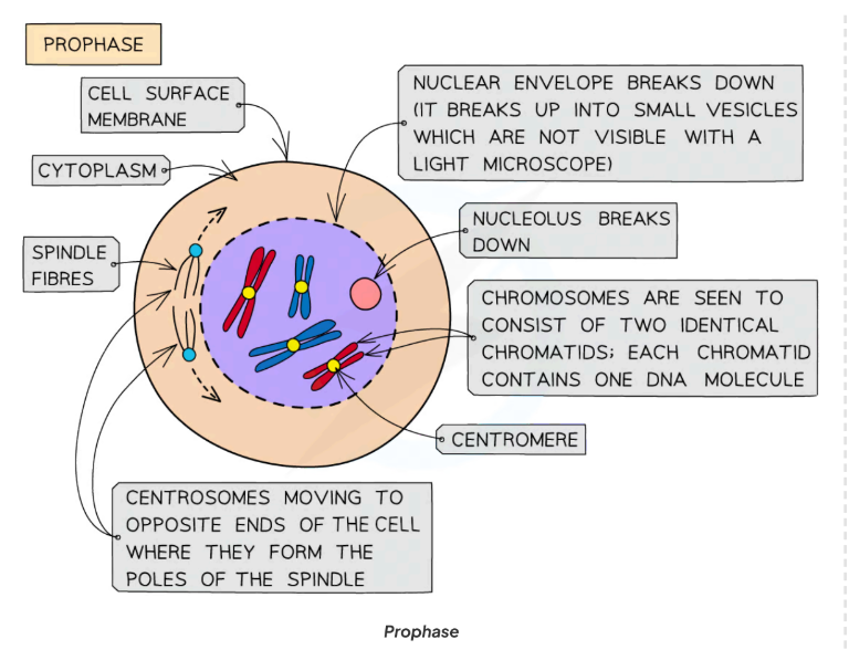 <ol><li><p>Chromatin fibres condense into <strong>visible</strong> chromosomes.</p></li><li><p>Sister chromatids (each containing one DNA molecule)that are joined together at the centromere</p></li><li><p>The two centrosomes (replicated in the G phase just before prophase) move towards opposite poles</p></li><li><p>Nuclear envelope breaks down into small vesicles.</p></li><li><p>Nucleolus disappears; nuclear envelope begins to break down.</p></li><li><p><strong>Spindle fibres</strong> (protein microtubules) form from centrioles (animal cells).</p></li></ol><ul><li><p>Centrioles migrate to poles.</p></li><li><p>In plant cells, spindle formed without centrioles.</p></li><li><p>Spindle fibres attach to <strong>centromeres</strong>.</p></li><li><p>By late prophase, nuclear envelope fully disintegrated.</p></li></ul><p></p>