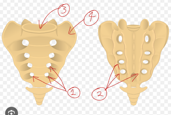 <p>Label this diagram of the sacrum?</p>