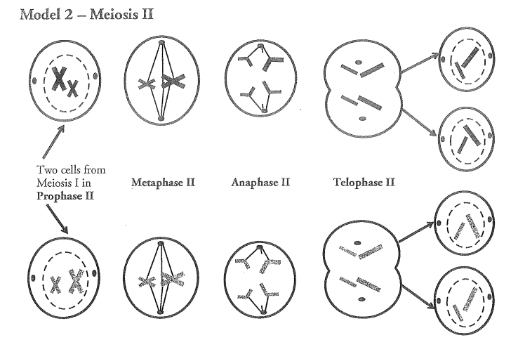 <p>Meiosis I</p>