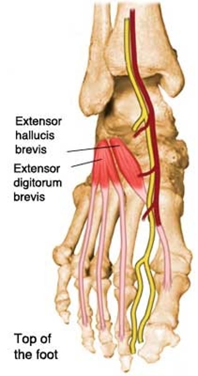 <p>-lower extremity (knee, crus, ankle)</p>