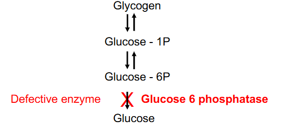 <p>- most common glycogen storage disorder, 25% of total, causes excessive glycogen and fat accumulation (liver, kidney)</p><p>- initial symptoms = neonatal hypoglycaemia</p><p>- other symptoms include: hepatomegaly, tremors, irritability, seizures, apnoea, coma</p><p>- Glucose-6P converted to glucose (glucose 6 phosphotase defective)</p><p>.</p><p>- glucose 6 phosphotase - liver, kidney</p>