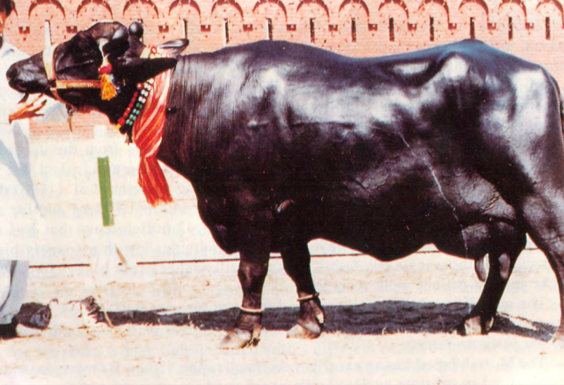 <p>Nili-Ravi</p><p>note: long head and prominent forehead</p>