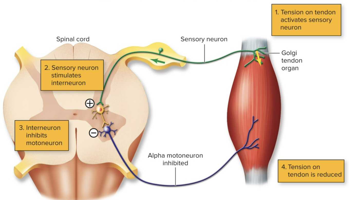 <ol><li><p>skeletal muscles are usually referred to as voluntary and are controlled by descending motor pathways under conscious control</p></li><li><p>they can also <strong>contract unconsciously </strong>in response to certain stimuli- a reflex</p></li></ol><ul><li><p><mark data-color="yellow" style="background-color: yellow; color: inherit;">monosynaptic reflex</mark></p></li><li><p><mark data-color="blue" style="background-color: blue; color: inherit;">disynaptic reflex </mark>involving two synapses</p></li></ul><p></p>
