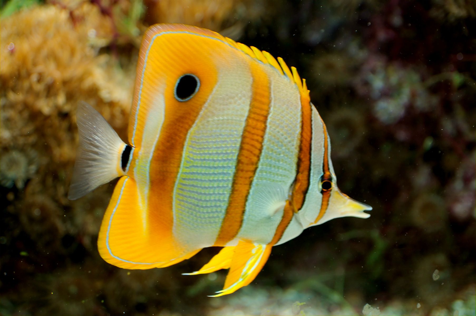 <p>Chaetodontidae</p>