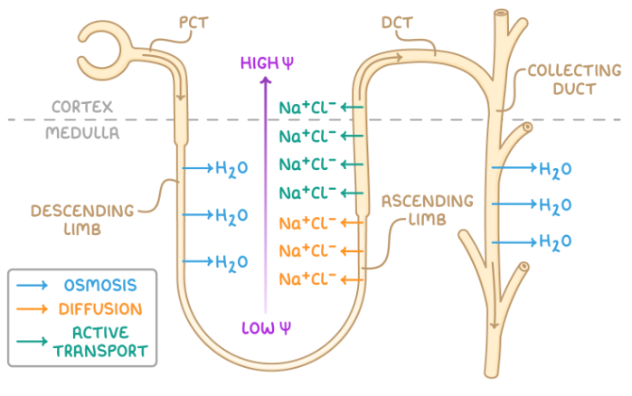 <p>The descending limb is permeable to water and impermeable to Na+ and Cl- ions, while the ascending limb is impermeable to water and permeable to ions</p><p></p><ul><li><p>At the bottom of the <strong>ascending </strong>limb of the loop of Henle, <strong>Na+ and Cl- ions diffuse out </strong>of the filtrate into the <strong>interstitial</strong> space of the <strong>medulla</strong></p></li><li><p>This establishes a <strong>low water potential in the interstitial space</strong></p></li><li><p>Further up the ascending limb, as the water potential in the filtrate itself becomes higher, the <strong>ions must be actively transported out</strong></p></li><li><p>This low water potential in the interstitial space encourages <strong>water to diffuse by osmosis out of the descending limb </strong>at the start of the loop of Henle</p></li><li><p>From the interstitial space, the water diffuses into the capillaries</p></li><li><p>The water leaving the descending limb lowers the water potential of the filtrate, in turn allowing the ion transport at the bottom of the ascending limb to be passive</p></li></ul><p></p><p>This is known as a <strong>counter-current multiplier system</strong>, as the low water potential achieved deeper in the medulla allows water to diffuse out of the whole <strong>collecting duct</strong>, as there is always a water potential gradient, producing<strong> very concentrated urine</strong></p><p></p>