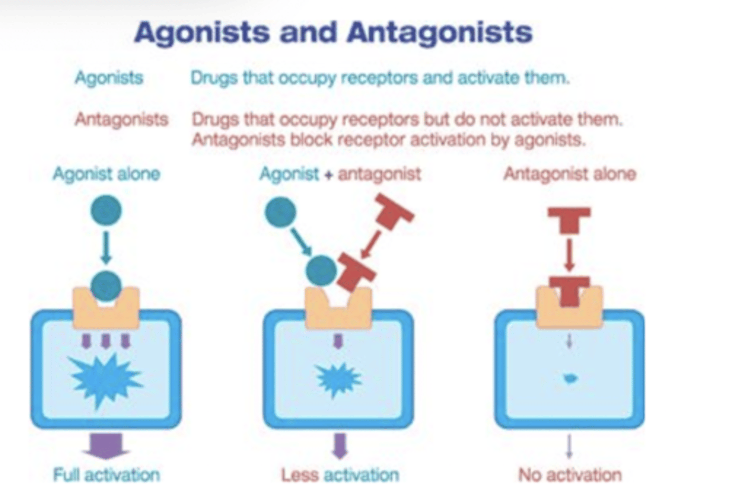<p>Agonists enhance neurotransmitter activity, while antagonists inhibit it."},</p>